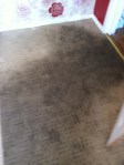 rapid resoiled carpet