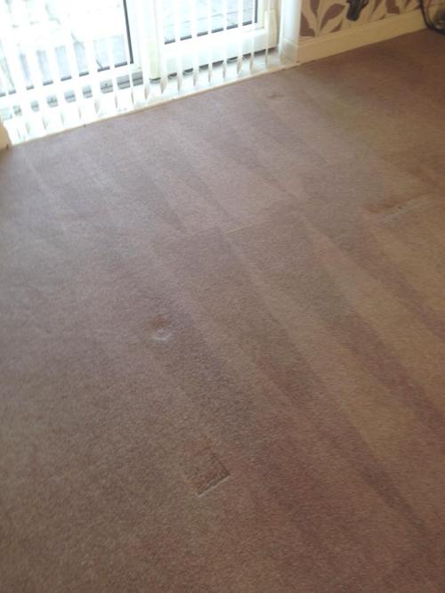 Dry Cleaned Carpet